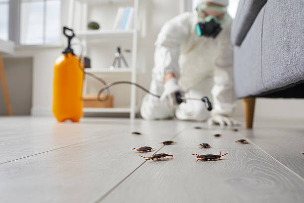 Commercial Kitchen Cockroach Control in Black Mountain